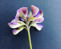 Lotononis bachmanniana