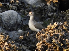Actitis macularius