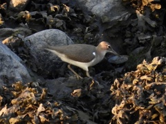 Actitis macularius