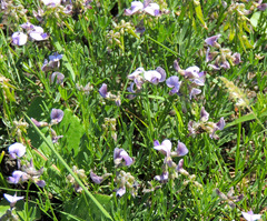 Lotononis bachmanniana