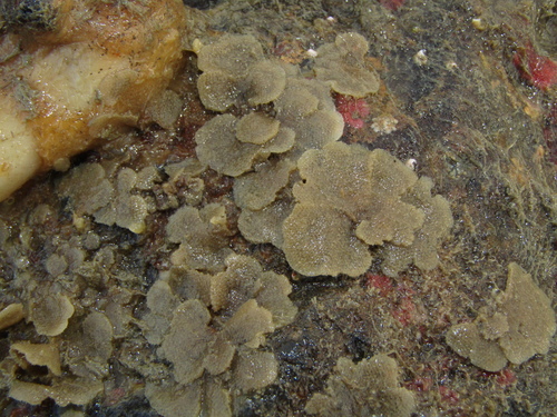 Representative image of Beania magellanica