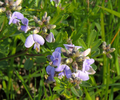 Lotononis bachmanniana