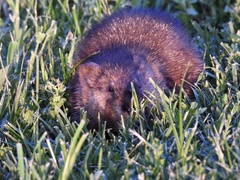 Ondatra zibethicus