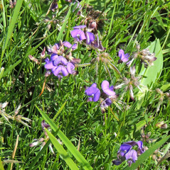 Lotononis bachmanniana