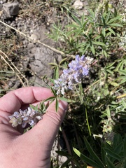 Lupinus caudatus
