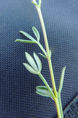 Lotononis bachmanniana