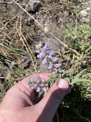 Lupinus caudatus