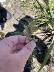 Lupinus caudatus