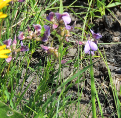 Lotononis bachmanniana