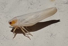 Neocenchrea heidemanni