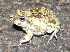 Tomopterna delalandii