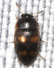 Litargus tetraspilotus