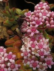 Crassula rupestris rupestris