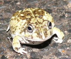 Tomopterna delalandii