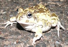 Tomopterna delalandii