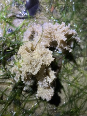 Dysideidae