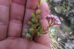 Crassula rupestris rupestris