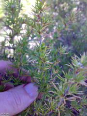 Cliffortia dodecandra