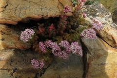 Crassula rupestris rupestris