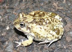 Tomopterna delalandii