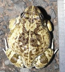 Tomopterna delalandii