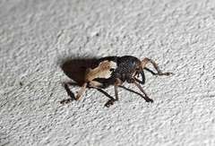 Elytrocoptus lemniscatus