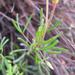 Oxalis goniorhiza - Photo (c) douglaseustonbrown, alguns direitos reservados (CC BY-SA), uploaded by douglaseustonbrown