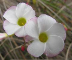 Oxalis goniorrhiza