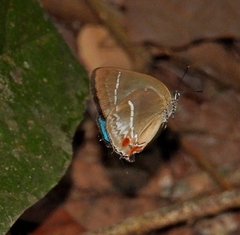 Strephonota strephon