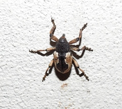 Elytrocoptus lemniscatus