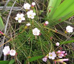 Oxalis goniorrhiza