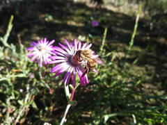 Lampranthus spiniformis