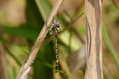 Hemicordulia intermedia