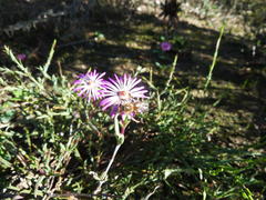 Lampranthus spiniformis