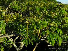 Albizia adianthifolia adianthifolia