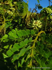 Albizia adianthifolia adianthifolia