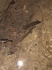 Gyrinophilus porphyriticus