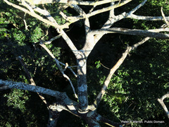 Albizia adianthifolia adianthifolia