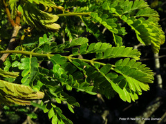 Albizia adianthifolia adianthifolia