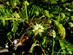 Albizia adianthifolia adianthifolia
