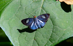 Pythonides lancea
