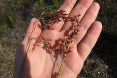 Rhodocoma fruticosa