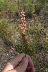 Rhodocoma fruticosa