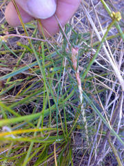 Pharnaceum dichotomum