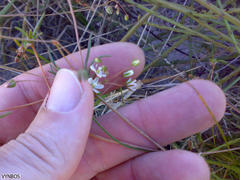 Pharnaceum dichotomum