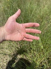 Kellochloa brachyantha