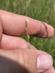 Kellochloa brachyantha