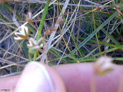 Pharnaceum dichotomum