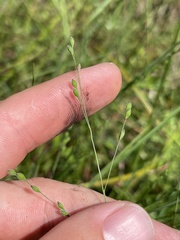 Kellochloa brachyantha
