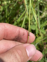 Kellochloa brachyantha